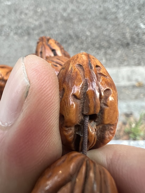 古玩雜項桃核手串真品鑒賞圖